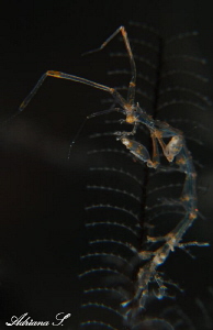 Skeleton shrimp by Adriana Simeonova 